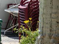 Confinement - Covid 19  Un laiteron s'est invité dans ma rue au pied d'un platane. Plante méllifère s'il en est, elle vient d'être coupée. Je suppose que "ça faisait sale". Bizarre pour une ville qui se tague d'être "l'amie des abeilles"