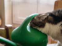 Confinement - Covid 19  Minette aime boire pendant l'arrosage des plantes vertes ! ...