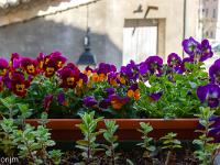 Confinement - Covid 19  Sur le rebord de la fenêtre de ma cuisine