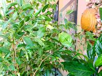 Confinement - Covid 19  Fleurs 2/3