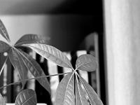 Confinement - Covid 19  Fleurs 3/3