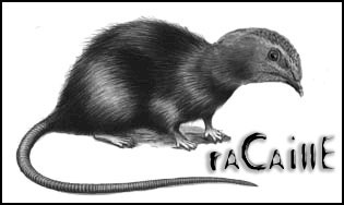 rat caille