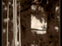 Créations Graphiques  Déchirure ...