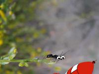 Créations Graphiques  La fourmie médusée