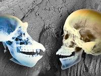 Créations Graphiques  Espèces humaines