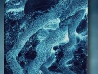 Créations Graphiques  Les racines bleues