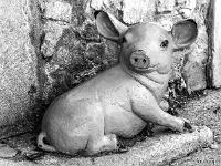 Sérendipité OFF - Sist'Arts Sisteron  Porcelet à Sault ...