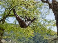 Nicolas Lavarenne - Citadelle de Sisteron - Eté 2015