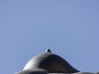 Nicolas Lavarenne - Citadelle de Sisteron - Eté 2015