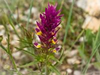 Printemps 2014  Mélampyre des Champs 1/2