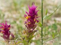 Printemps 2014  Mélampyre des Champs 2/2