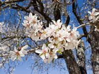 Printemps 2014  Amandier en fleur (plateau de Ganagobie) 1/4