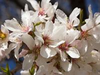 Printemps 2014  Amandier en fleur (plateau de Ganagobie) 3/4