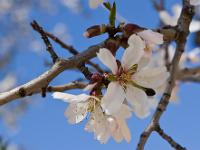 Printemps 2014  Amandier en fleur (plateau de Ganagobie) 4/4