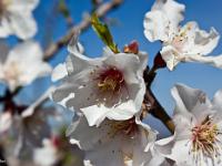 Printemps 2014  Fleurs de cerisier 3/3