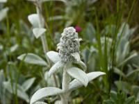 Printemps 2014  Epiaire Laineuse 1/2