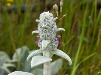 Printemps 2014  Epiaire Laineuse 2/2