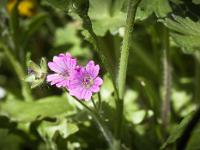 Printemps 2014  Géranium Mou