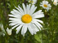 Printemps 2014  Grande Marguerite 3/3