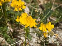 Printemps 2014  Hippocrépide en Toupets