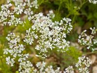 Printemps 2014  Ibéris