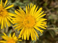 Printemps 2014  Inule des Montagnes