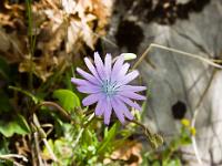 Printemps 2014  Laitue Vivace 1/2