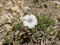 Printemps 2014  Lin à Feuilles Fines 1/2