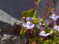 Printemps 2014  Non identifiée