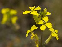 Printemps 2014  Rapistre Rugueux