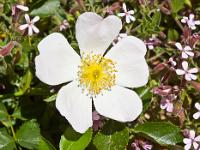 Printemps 2014  Rosier des Champs