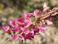 Printemps 2014  Sainfoin Montagnard 1/2