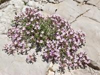 Printemps 2014  Saponaire de Montpellier