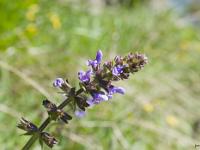 Printemps 2014  Sauge des Près 1/2