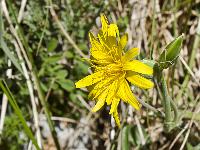 Printemps 2014  Scorzonaire Hirsute 1/3