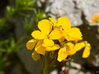 Printemps 2014  Velar 3/3