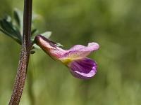 Printemps 2014  Vesce 1/5