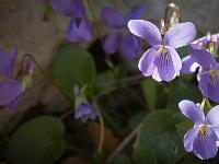 Printemps 2014  Violettes
