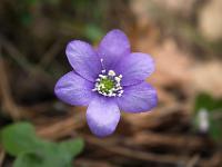 Printemps 2016  Anémone Hépatique