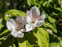 Printemps 2016  Fleurs de cognassier sauvage