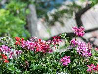 Printemps 2016  Géraniums - Sisteron quartier de la Coste