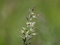 Printemps 2016  Graminée