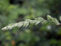 Printemps 2016  Graminée