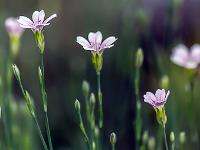 Printemps 2016  Oeillets sauvages