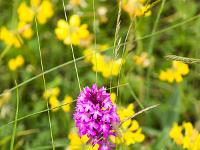 Printemps 2016  Orchis pyramidal