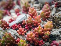 Printemps 2016  Orpin des Alpes