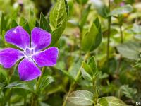 Printemps 2016  Pervenche