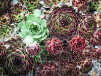 Printemps 2016  Plantes grasses dans les rochers