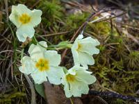 Printemps 2016  Primevères après la pluie