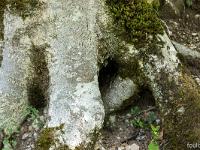 Gorges de la Méouge  Tronc de fayard (hêtre) - Détail